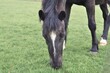horse eating grass