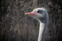 Ostrich Head On Blurred Background