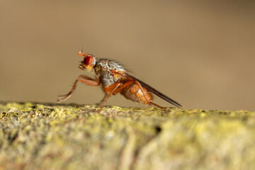 macro of a fly