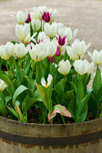 Wooden Barrel With Blooming Tulips In White And Purple And Green Leaves Outdoors In Spring.