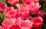Fototapeta Tulipany - Pink flowers tulips in the park.