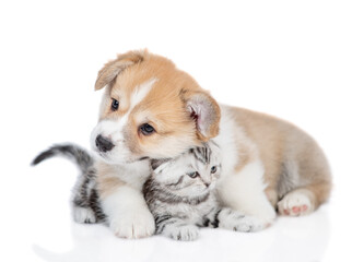 Canvas Print - Cute Pembroke welsh corgi puppy embraces tiny kitten. isolated on white background