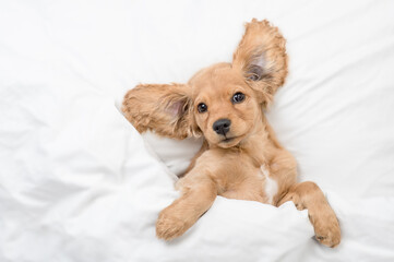 Poster - Funny eared English Cocker spaniel puppy lying  on a bed at home before bedtime. Top down view. Empty space for text