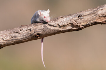 raton domestico sobre una rama