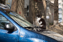A Black And White Cat Is Lying On A Blue Car.