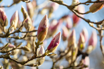 Poster - Magnolia tree detail springtime blossom