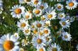 © sergofan2015 - Flower of garden or medicinal chamomile . The concept of naturalness. Top view.