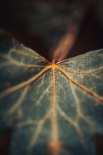 Macro Shot Of A Leaf Veins 