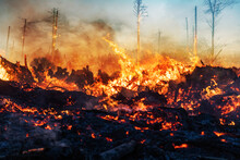 Waldbrannt - Klimawandel - Feuer 