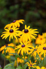 Yellow rudbeckia flowers in full bloom