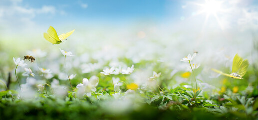 Aufkleber - Art beautiful Spring nature blurred background; white spring flower and fly butterfly against evening sunny sky;