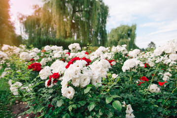 Poster - White and red rose flower on the background of blurred flower plants in the rosary. Nature.	