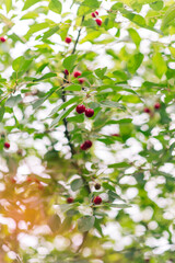 Wall Mural - Red Ripe Cherry Berries. tree In Summer Vegetable Garden.