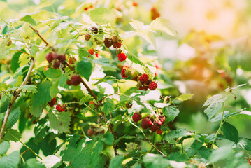 Sticker -  branch of ripe blackberries in the garden on a green background. Early, early maturing variety.