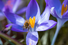 Bee Covered In Pollen On A Purple Crocus Flower In The Garden, An Insect On A Crocus In The Morning. Crocus Sieberi
