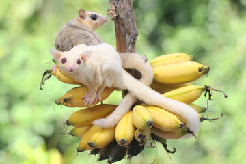 Wall Mural - Two young sugar gliders are eating ripe bananas on the tree. This mammal has the scientific name Petaurus breviceps.