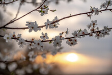 Wiosenne Drzewa Kwitnące W Polu Wieczorem W Europie