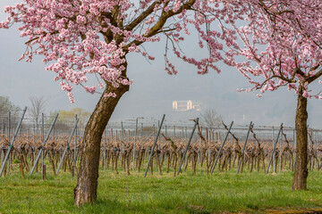 Wall Mural - Mandelbaumblüte(Prunus dulcis), Südpfalz, Pfalz