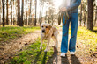 Golden retriever dog with a woman walking outdoors on sunny day. Close-up shot of a labrador walking in the forest with his owner.