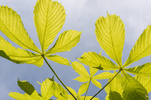 Spring Horse Chestnut Leaves Backlit By The Sun And Set Against A Gray Sky