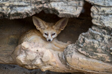 Fennec Fox Hide In Caves