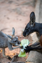 Two Kangaroos Fighting For Food