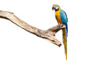 Bird Blue-and-yellow macaw standing on branches clipping path isolate white background.
