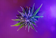 Top View On Medical Cannabis Bud. Background With Marijuana Flower With Top View. Colorful, Bright Aesthetic Photography Of Cannabis Plant. Deep Purple Colored Marijuana, Beautiful Creative Image