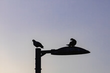 Silhouette Of Two Pigeons On A Street Lamp At Sunset