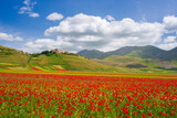 Fototapeta Tęcza - Castelluccio di Norcia highlands, Italy, blooming cultivated fields, tourist famous colourful flowering plain in the Apennines. Agriculture of lentil crops and red poppies.