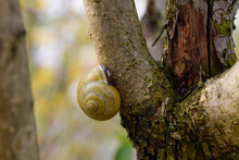 Snail On A Tree