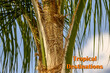 Tropical destinations - a palm tree against a blue background.