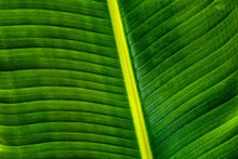 Close-up Of Green Palm Leaf