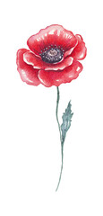 Wall Mural - Poppy flower. Watercolor illustration. Hand-painted
