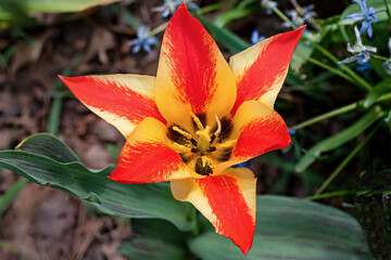 Red and Yellow tulip in garden. Tulips form a genus of spring-blooming perennial herbaceous bulbiferous geophytes.