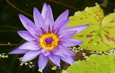 Fleur de nénuphar mauve et jaune avec feuilles, à la surface d'un plan d'eau