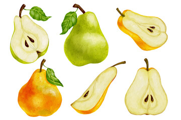 set of watercolor ripe pears. summer fruit illustration.