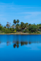 Fototapete - Naples Botanical Garden Reflections On Deep Lake South Florida Palm Trees