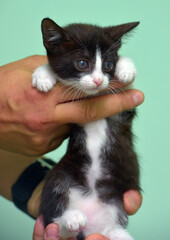 Wall Mural - small black and white kitten in hands