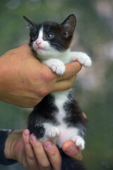 Wall Mural - small black and white kitten in hands