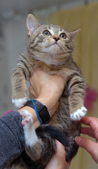 Wall Mural - little frightened striped kitten in hands