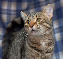 Wall Mural - cute frightened tabby kitten on a blue