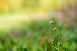 © Ксения Маслова - young fresh spring greenery underfoot, dandelions, warm season