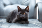 Fototapeta Zwierzęta - Czarny kot z żółtymi oczami