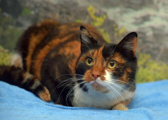 Wall Mural - tricolor shorthair cat with yellow eyes