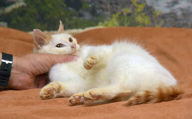 Wall Mural - red and white small kitten with orange eyes