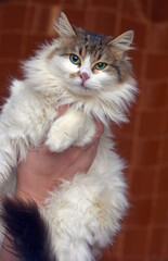 Canvas Print - beautiful fluffy white with brown cat