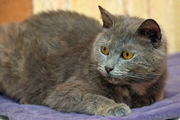 Wall Mural - gray cat with orange eyes lies