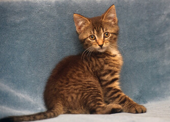 Canvas Print - little cute striped brown playful kitten