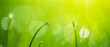 Fresh green grass banner with dew drops in morning sunlight. Beautiful nature closeup field landscape with water droplets. Abstract panoramic natural plants, spring summer bright botany meadow grass